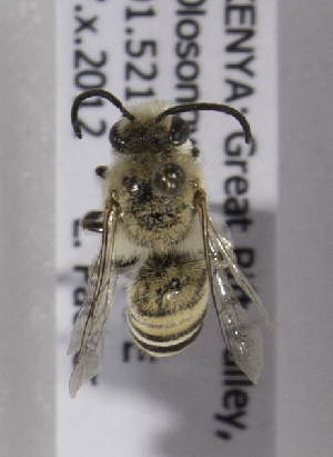  (Colletes KENLP1 - CCDB-15266 C12)  @12 [ ] CreativeCommons - Attribution Non-Commercial Share-Alike (2012) Packer Collection York University York University