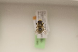  (Colletes abeillei - CCDB-22791 B09)  @12 [ ] Unspecified (default): All Rights Reserved (2014) Packer Collection York University York University