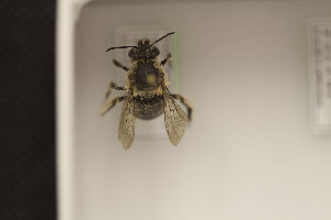  (Anthophora TRK01 - CCDB-22791 D02)  @13 [ ] Unspecified (default): All Rights Reserved (2014) Packer Collection York University York University