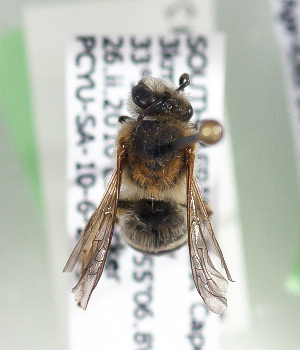  (Colletes malmus - CCDB-22792 A04)  @11 [ ] Unspecified (default): All Rights Reserved (2014) Packer Collection York University York University