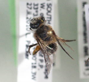  (Colletes sororcula - CCDB-22792 A06)  @13 [ ] Unspecified (default): All Rights Reserved (2014) Packer Collection York University York University