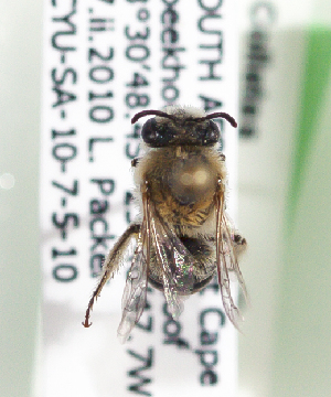  (Colletes malmus-gr.3 - CCDB-22792 A11)  @13 [ ] Unspecified (default): All Rights Reserved (2014) Packer Collection York University York University