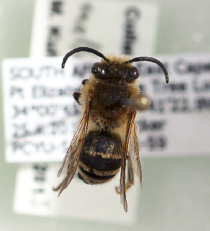  (Colletes malleatus - CCDB-22792 B01)  @13 [ ] Unspecified (default): All Rights Reserved (2014) Packer Collection York University York University