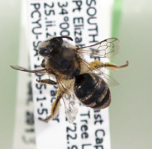  (Colletes tuscomotus - CCDB-22792 B06)  @13 [ ] Unspecified (default): All Rights Reserved (2014) Packer Collection York University York University