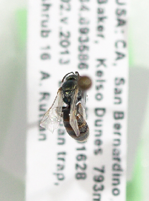  (Lasioglossum rufornatum - CCDB-22792 F05)  @13 [ ] Unspecified (default): All Rights Reserved (2014) Packer Collection York University York University