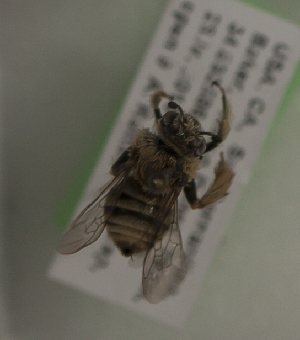  (Diadasia sp. aff. martialis - CCDB-22792 G05)  @12 [ ] Unspecified (default): All Rights Reserved (2014) Packer Collection York University York University