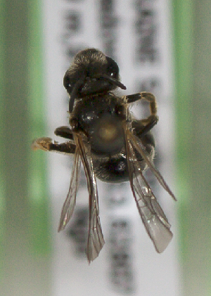  (Halictus UKR02 - CCDB-22792 G11)  @13 [ ] Unspecified (default): All Rights Reserved (2014) Packer Collection York University York University