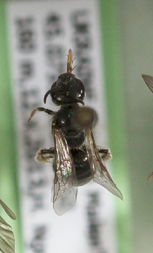  (Lasioglossum UKRsp3 - CCDB-22792 H02)  @11 [ ] Unspecified (default): All Rights Reserved (2014) Packer Collection York University York University