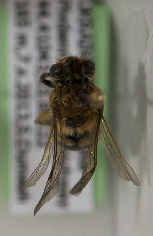  (Colletes UKRsp1 - CCDB-22792 H06)  @11 [ ] Unspecified (default): All Rights Reserved (2014) Packer Collection York University York University