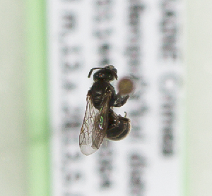  (Lasioglossum UKRsp7 - CCDB-22792 H11)  @11 [ ] Unspecified (default): All Rights Reserved (2014) Packer Collection York University York University