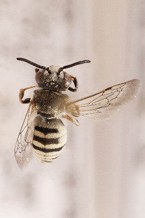  ( - CCDB-24581 D11)  @12 [ ] CreativeCommons - Attribution (2016) Laurence Packer York University