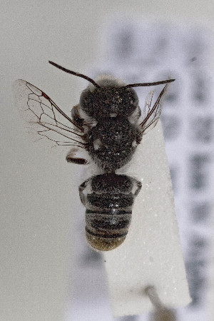  (Megachile nigrovittata - CCDB-34571 E01)  @11 [ ] CreativeCommons - Attribution by Laurence Packer (2020) Laurence Packer York University
