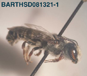  (Megachile sp. 01 - CCDB-34569 E05)  @11 [ ] CreativeCommons - Attribution by Laurence Packer (2017) Laurence Packer York University