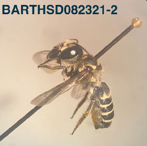  (Megachile sp. 02 - CCDB-34569 E07)  @11 [ ] CreativeCommons - Attribution by Laurence Packer (2017) Laurence Packer York University