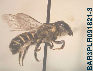  (Megachile sp. 03 - CCDB-34569 E09)  @11 [ ] CreativeCommons - Attribution by Laurence Packer (2017) Laurence Packer York University