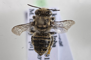  (Megachile darwiniana - CCDB-34571 F02)  @11 [ ] CreativeCommons - Attribution by Laurence Packer (2020) Laurence Packer York University