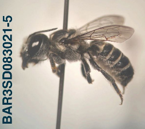  (Megachile sp. 05 - CCDB-34569 F02)  @11 [ ] CreativeCommons - Attribution by Laurence Packer (2017) Laurence Packer York University