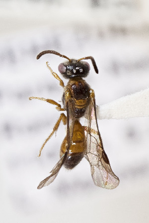  (Microsphecodes - CCDB-33206 F04)  @11 [ ] CreativeCommons - Attribution (2018) Laurence Packer York University