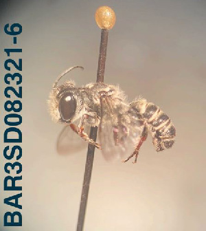  (Megachile sp. 06 - CCDB-34569 F04)  @11 [ ] CreativeCommons - Attribution by Laurence Packer (2017) Laurence Packer York University