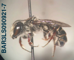  (Megachile sp. 07 - CCDB-34569 F06)  @11 [ ] CreativeCommons - Attribution by Laurence Packer (2017) Laurence Packer York University