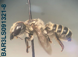  (Megachile sp. 08 - CCDB-34569 F08)  @11 [ ] CreativeCommons - Attribution by Laurence Packer (2017) Laurence Packer York University