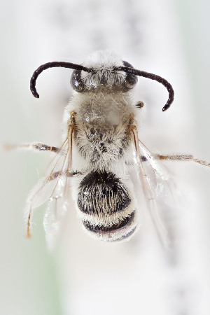  (Colletes tectiventris - CCDB-24580 G06)  @14 [ ] CreativeCommons - Attribution (2015) Laurence Packer York University