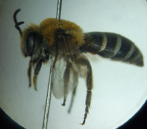  (Colletes ciliatus - CCDB-34569 H01)  @11 [ ] CreativeCommons - Attribution by Laurence Packer (2017) Laurence Packer York University