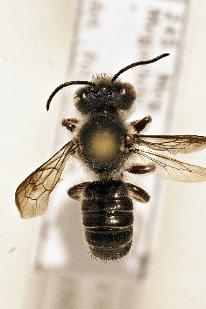  (Megachile toluca - CCDB-34684 H08)  @11 [ ] CreativeCommons - Attribution by Laurence Packer (2017) Laurence Packer York University