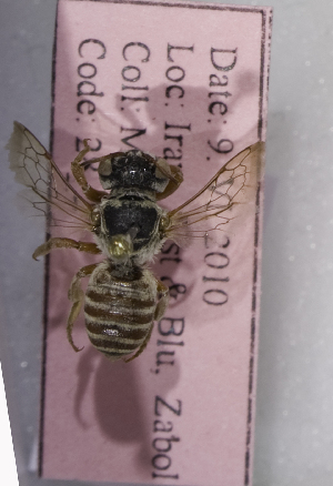  (Megachile stolzmanni - CCDB-14514-B01)  @13 [ ] CreativeCommons - Attribution Non-Commercial Share-Alike (2012) Packer Collection York University York University