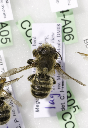  (Megachile lagopoda - CCDB-14514-B05)  @14 [ ] CreativeCommons - Attribution Non-Commercial Share-Alike (2012) Packer Collection York University York University