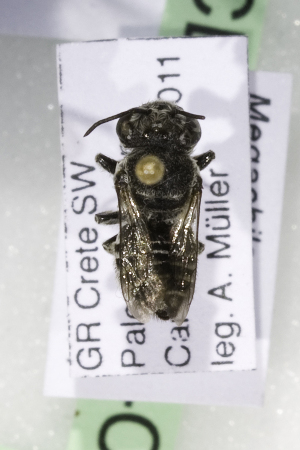  (Megachile leachella cretica - CCDB-14514-C03)  @12 [ ] CreativeCommons - Attribution Non-Commercial Share-Alike (2012) Packer Collection York University York University