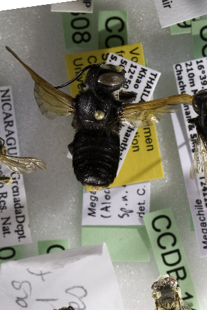  (Megachile odontophora - CCDB-14515-C08)  @11 [ ] CreativeCommons - Attribution Non-Commercial Share-Alike (2012) Packer Collection York University York University