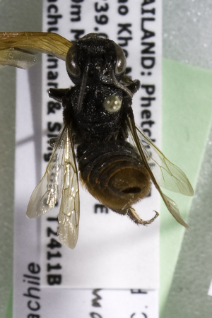  (Megachile Callomegachile THA01 - CCDB-14515-C09)  @12 [ ] CreativeCommons - Attribution Non-Commercial Share-Alike (2012) Packer Collection York University York University