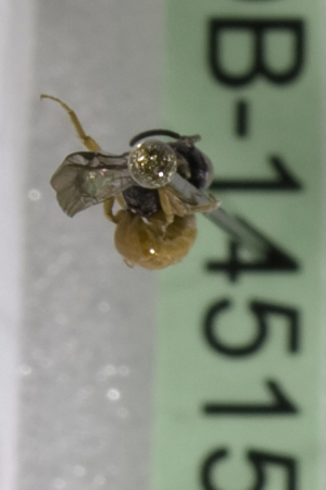  (Sphecodes ROC01 - CCDB-14515-E01)  @11 [ ] CreativeCommons - Attribution Non-Commercial Share-Alike (2012) Packer Collection York University York University