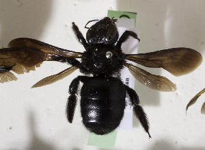  (Xylocopa GHAZ4 - CCDB-15253 A11)  @11 [ ] CreativeCommons - Attribution Non-Commercial Share-Alike (2012) Packer Collection York University York University