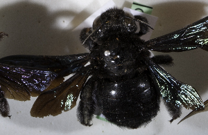  (Xylocopa GHAZ5 - CCDB-15253 B03)  @13 [ ] CreativeCommons - Attribution Non-Commercial Share-Alike (2012) Packer Collection York University York University