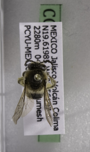  (Colletes MEX09 - CCDB-09669 H01)  @13 [ ] CreativeCommons - Attribution Non-Commercial Share-Alike (2010) Packer Collection York University York University