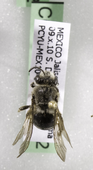  (Colletes sp. aff. gilensis1 - CCDB-09853 B02)  @13 [ ] CreativeCommons - Attribution Non-Commercial Share-Alike (2010) Packer Collection York University York University