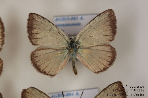  ( - Agro-005)  @12 [ ] Copyright (2011) University of Florida, FMNH - McGuire Center University of Florida, FMNH - McGuire Center