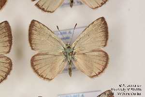  ( - Agro-006)  @12 [ ] Copyright (2011) University of Florida, FMNH - McGuire Center University of Florida, FMNH - McGuire Center
