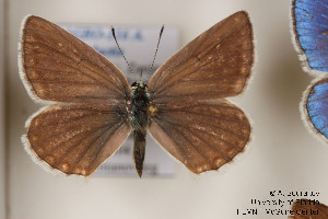  (Polyommatus pseudactis - Agro-116)  @14 [ ] Copyright (2011) University of Florida, FMNH - McGuire Center University of Florida, FMNH - McGuire Center