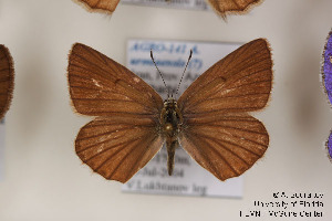  (Polyommatus admetus - Agro-141)  @12 [ ] Copyright (2011) University of Florida, FMNH - McGuire Center University of Florida, FMNH - McGuire Center