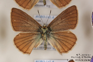  (Polyommatus aereus - Agro-142)  @14 [ ] Copyright (2011) University of Florida, FMNH - McGuire Center University of Florida, FMNH - McGuire Center