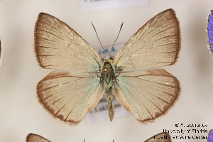  (Polyommatus sennanensis - Agro-146)  @14 [ ] Copyright (2011) University of Florida, FMNH - McGuire Center University of Florida, FMNH - McGuire Center