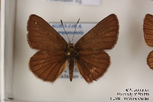  (Polyommatus khorasanensis - Agro-148)  @12 [ ] Copyright (2011) University of Florida, FMNH - McGuire Center University of Florida, FMNH - McGuire Center