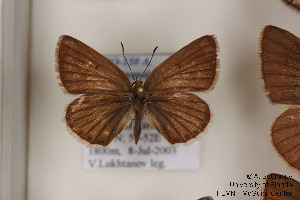  (Polyommatus khorasanensis - Agro-150)  @12 [ ] Copyright (2011) University of Florida, FMNH - McGuire Center University of Florida, FMNH - McGuire Center