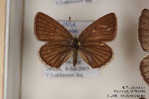  (Polyommatus khorasanensis - Agro-151)  @12 [ ] Copyright (2011) University of Florida, FMNH - McGuire Center University of Florida, FMNH - McGuire Center