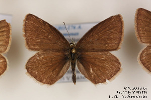  (Polyommatus achaemenes - Agro-176)  @14 [ ] Copyright (2011) University of Florida, FMNH - McGuire Center University of Florida, FMNH - McGuire Center