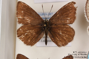  (Polyommatus rjabovi - Agro-187)  @13 [ ] Copyright (2011) University of Florida, FMNH - McGuire Center University of Florida, FMNH - McGuire Center
