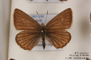  (Polyommatus rjabovi - Agro-188)  @13 [ ] Copyright (2011) University of Florida, FMNH - McGuire Center University of Florida, FMNH - McGuire Center